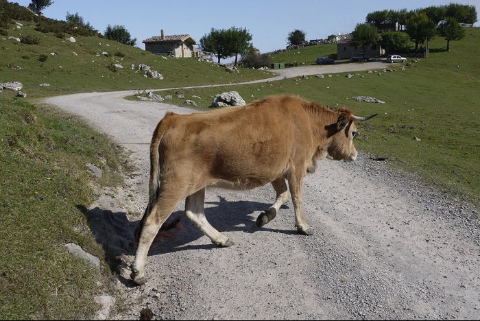 A cautious cow